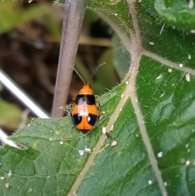 Aulacophora hilaris (Pumpkin Beetle) at Cook, ACT - 26 Feb 2023 by Miranda