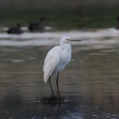 Egretta garzetta (Little Egret) at Fyshwick, ACT - 26 Feb 2023 by rawshorty