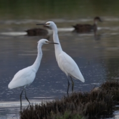 Egretta garzetta at Fyshwick, ACT - 26 Feb 2023 07:14 AM