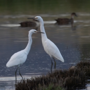 Egretta garzetta at Fyshwick, ACT - 26 Feb 2023