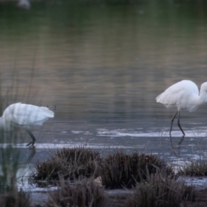 Egretta garzetta at Fyshwick, ACT - 26 Feb 2023 07:14 AM