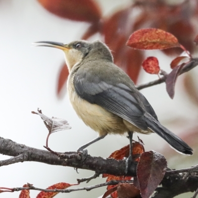 Acanthorhynchus tenuirostris (Eastern Spinebill) at Higgins, ACT - 21 Feb 2023 by AlisonMilton