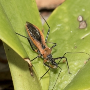 Gminatus australis at Higgins, ACT - 22 Feb 2023 10:50 AM