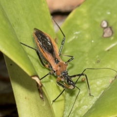 Gminatus australis (Orange assassin bug) at Higgins, ACT - 21 Feb 2023 by AlisonMilton