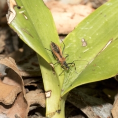 Gminatus australis at Higgins, ACT - 22 Feb 2023