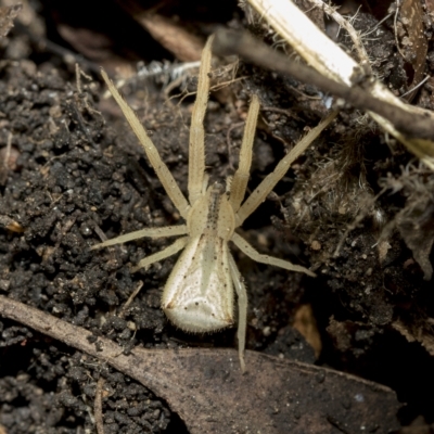 Sidymella hirsuta (Hairy crab spider) at Higgins, ACT - 22 Feb 2023 by AlisonMilton