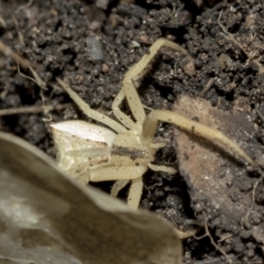 Sidymella hirsuta at Higgins, ACT - 22 Feb 2023