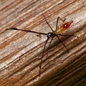 Coreidae (family) at Downer, ACT - 26 Feb 2023