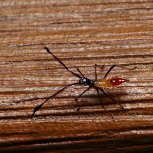 Coreidae (family) at Downer, ACT - 26 Feb 2023