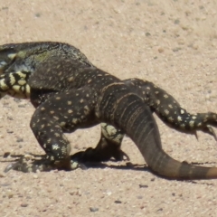 Varanus varius (Lace Monitor) at QPRC LGA - 24 Feb 2023 by RobParnell