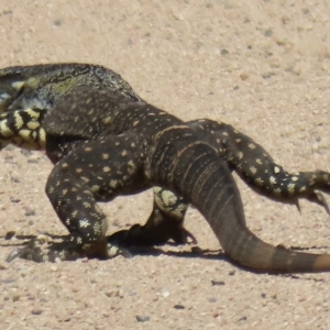 Varanus varius at Araluen, NSW - suppressed