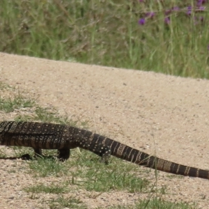 Varanus varius at Araluen, NSW - suppressed