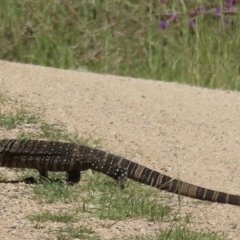 Varanus varius at Araluen, NSW - 24 Feb 2023