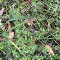 Hypocysta metirius (Brown Ringlet) at Nadgee, NSW - 26 Feb 2023 by SimoneC