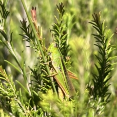 Schizobothrus flavovittatus (Disappearing Grasshopper) at Nadgee Nature Reserve - 25 Feb 2023 by SimoneC