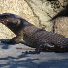 Egernia cunninghami (Cunningham's Skink) at QPRC LGA - 24 Feb 2023 by RobParnell