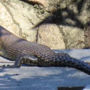 Egernia cunninghami at Araluen, NSW - 25 Feb 2023