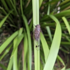 Galanga labeculata (Double-spotted cicada) at Hackett, ACT - 25 Feb 2023 by WalterEgo