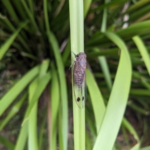 Galanga labeculata at Hackett, ACT - 26 Feb 2023 10:36 AM