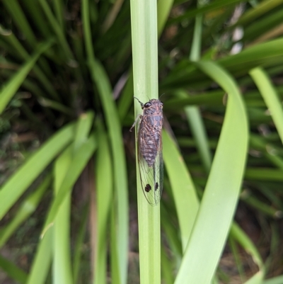 Galanga labeculata (Double-spotted cicada) at Hackett, ACT - 25 Feb 2023 by WalterEgo