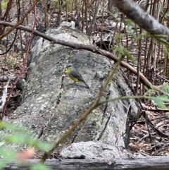 Eopsaltria australis (Eastern Yellow Robin) at Nadgee Nature Reserve - 26 Feb 2023 by SimoneC