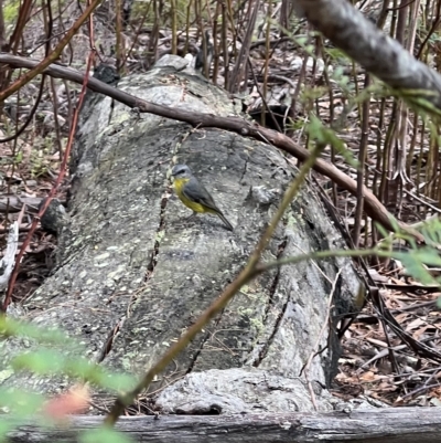 Eopsaltria australis (Eastern Yellow Robin) at Nadgee Nature Reserve - 26 Feb 2023 by SimoneC