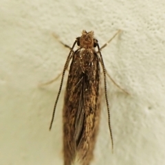 Tineidae (family) by CathB