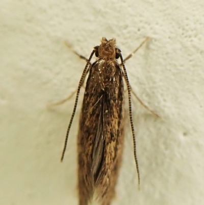 Unidentified Other moth at Cook, ACT - 21 Feb 2023 by CathB