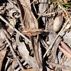 Phaulacridium vittatum (Wingless Grasshopper) at QPRC LGA - 26 Feb 2023 by trevorpreston