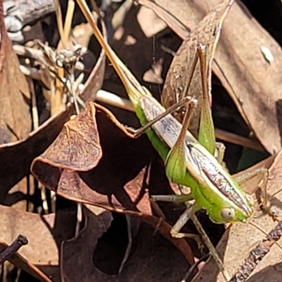 Conocephalus semivittatus (Meadow katydid) at QPRC LGA - 26 Feb 2023 by trevorpreston