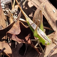 Conocephalus semivittatus (Meadow katydid) at Carwoola, NSW - 26 Feb 2023 by trevorpreston