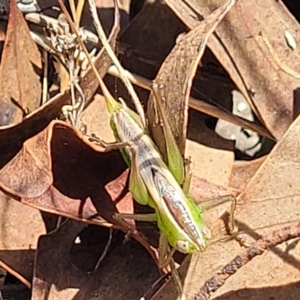 Conocephalus semivittatus at Carwoola, NSW - 26 Feb 2023