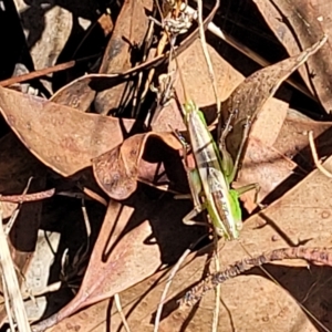 Conocephalus semivittatus at Carwoola, NSW - 26 Feb 2023