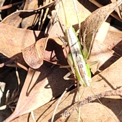 Conocephalus semivittatus at Carwoola, NSW - 26 Feb 2023