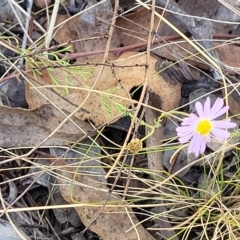 Brachyscome rigidula at Carwoola, NSW - 26 Feb 2023