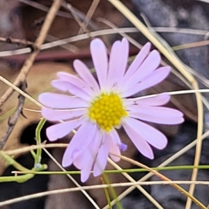 Brachyscome rigidula at Carwoola, NSW - 26 Feb 2023