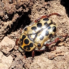 Neorrhina punctata (Spotted flower chafer) at QPRC LGA - 26 Feb 2023 by trevorpreston