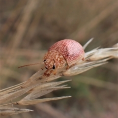 Paropsis atomaria (Eucalyptus leaf beetle) at Mount Painter - 23 Feb 2023 by CathB