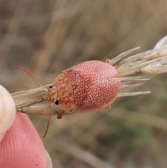 Paropsis atomaria at Cook, ACT - 23 Feb 2023 11:58 AM