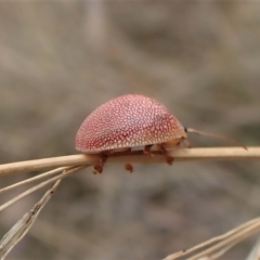 Paropsis atomaria at Cook, ACT - 23 Feb 2023