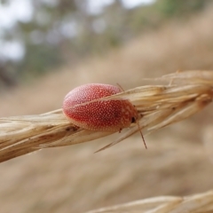 Paropsis atomaria at Cook, ACT - 23 Feb 2023 11:58 AM