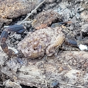 Lychas marmoreus at Carwoola, NSW - 26 Feb 2023