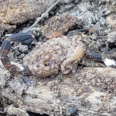Lychas marmoreus (Little Marbled Scorpion) at QPRC LGA - 26 Feb 2023 by trevorpreston