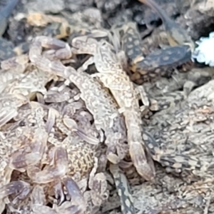 Lychas marmoreus at Carwoola, NSW - 26 Feb 2023 12:48 PM