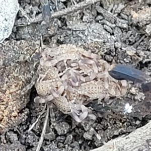 Lychas marmoreus at Carwoola, NSW - 26 Feb 2023