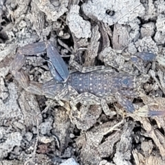 Urodacus manicatus (Black Rock Scorpion) at QPRC LGA - 26 Feb 2023 by trevorpreston
