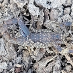 Urodacus manicatus at Carwoola, NSW - 26 Feb 2023