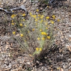 Chrysocephalum semipapposum (Clustered Everlasting) at Stony Creek Nature Reserve - 26 Feb 2023 by trevorpreston