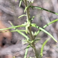 Chrysocephalum semipapposum at Carwoola, NSW - 26 Feb 2023