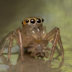 Prostheclina amplior (Orange Jumping Spider) at Acton, ACT - 25 Feb 2023 by patrickcox